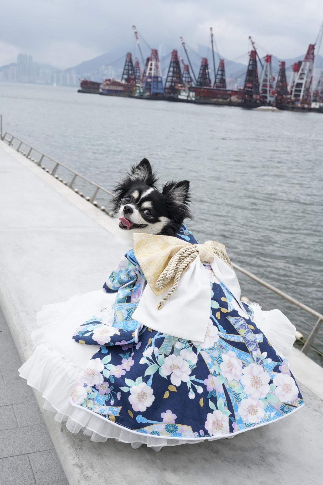 Crazy de Wan - Multi-style Furisode Kimono with Train Ochikana NV