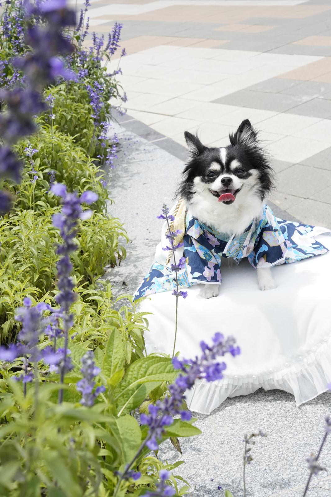 Crazy de Wan - Multi-style Furisode Kimono with Train Ochikana NV